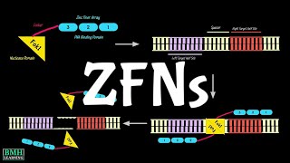 Zinc Finger Nucleases  ZFNs  Genome Editing Nucleases [upl. by Hanikehs]