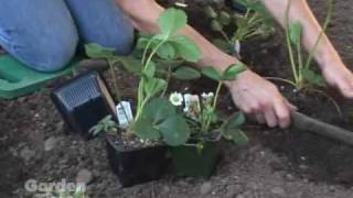 Planting Strawberries [upl. by Carrelli]