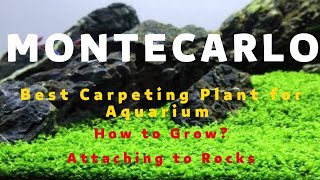 Monte Carlo planting Guide  How to Attach monte carlo on Rock  Micranthemum  Montecarloplant [upl. by Annodahs]