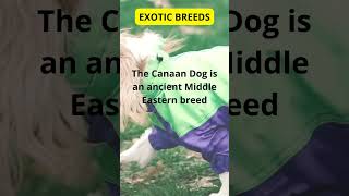 EXOTIC BREEDS  Meet the Ancient and Agile Canaan Dog 🇮🇱🐾 pomeranian puppy doglife [upl. by Hardan]