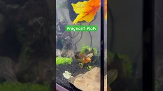 Pregnant Platy [upl. by Yar8]