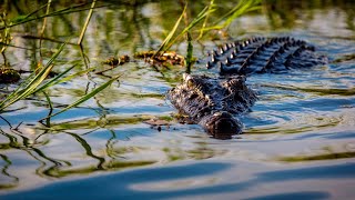 Suspected crocodile attack in Far North Queensland [upl. by Rockefeller]