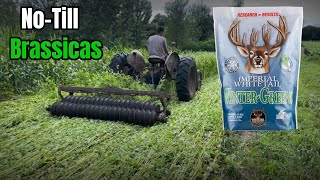 NoTill Brassica Food Plots into Buckwheat Method [upl. by Chrotoem466]