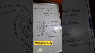 Class 11th botany Chapter excretory product and their elimination [upl. by Draned]