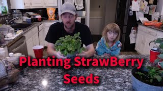 Strawberries from seeds to uppotting [upl. by Ced751]