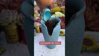 Useful tips for succulents 🪴 suculentas 다육이들 多肉植物 garden [upl. by Aonian]