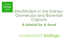 Ultrafiltration in the Kidney Glomerulus and Bowman Capsule  Tutorial for Alevel BIology [upl. by Deibel]