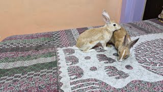 Cute baby rabbits playing feeding and activities [upl. by Lyrret]