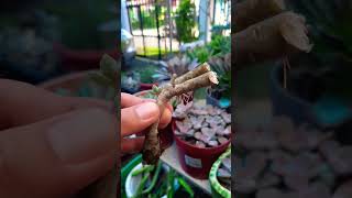 Succulent plant succulents plants cactus propagation homegarden tips care [upl. by Kerk]