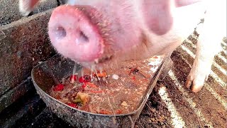 What does a hungry pig look like pig is eating slop cerdo comiendo ASMR eating 돼지 먹는 [upl. by Noreik]