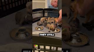 Feeding French Bulldog Puppies🤩 [upl. by Coltson196]