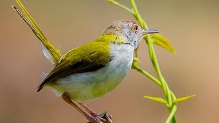 Prinia familiarisbarwinged priniabird voice for sleep 😴Nature with relaxation [upl. by Nolana]