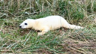 Seals amp pups at Donna Nook  161124 [upl. by Allyson]