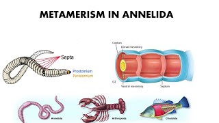 Metamerism in Annelida [upl. by Mcmillan376]