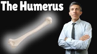 Anatomy of the HUMERUS bone [upl. by Bertha]