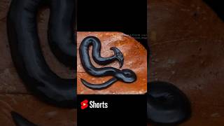 কেটে টুকরো টুকরো করলেও মরবে না Hammerheadworm shortsvideo [upl. by Yeo]