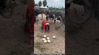 Most Expensive Ostrich Eggs 😯 shorts [upl. by Codding]