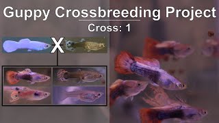 Platinum White Guppy Crossbreeding amp Outcrossing DocumentingLogging Color Genetics in Fishkeeping [upl. by Kathrine]