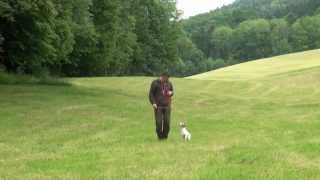 Hundeerziehung Dogtraining Leinenführung [upl. by Ades]