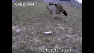 Hawk cautiously takes mouse [upl. by Tarton]