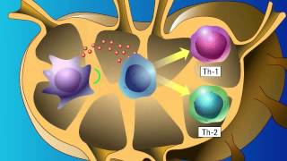 Stimulation of Adaptive Immunity [upl. by Barbaraanne464]