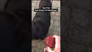 Dog Tries FAKE VS REAL Burger 🤯 [upl. by Anirac218]