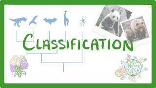 GCSE Biology  Classification 80 [upl. by Araas]