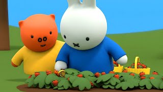 Snail in the Strawberry Patch  Miffy  Full Episodes [upl. by Dempstor620]