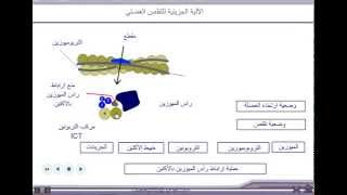 الآلية الجزيئية للتقلص العضلي  للثانية بكالوريا [upl. by Libenson]