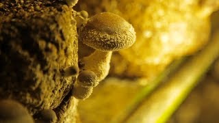 MUSHROOM  How Does it Grow [upl. by Nwatna]