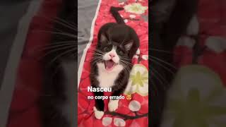 Caogato um cão no corpo de um gato kkkk engracado gatos [upl. by Arahd]