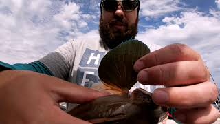 Dunmore East on a sunny day in June Dab Dogfish Gurnard and a big Smoothound too [upl. by Adirehs]