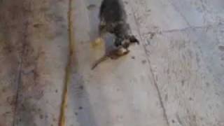 Pepper vs Rat [upl. by Fransisco]