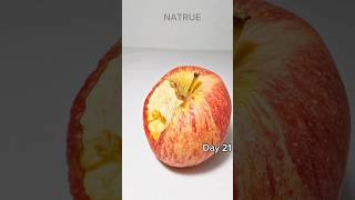 47 Days In 21 Seconds Rotting Apple 🍎timelapse Natrurelapsee apple [upl. by Arhoz]