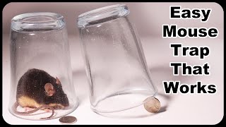 Glass and Coin Mouse Trap  Easy Mouse Trap That Works Mousetrap Monday [upl. by Tynan886]