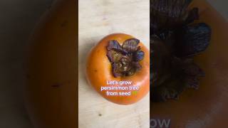 GROW Persimmon Plant From SEED 2024 shorts viral growfromseed plant fruit germinatingseeds [upl. by Ylrebmek]