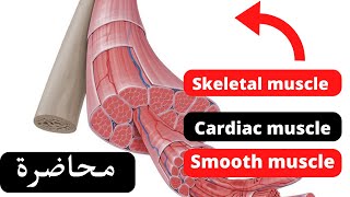 5 Anatomy of muscles and tendons شرح Dr Sabreen [upl. by Jerman]