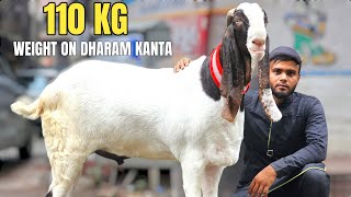 ANWAR BHAI SPECIALIST KA 110 KG KA BAKRA  WITH LIVE WEIGHT ON DHARAM KANTA  SURAT [upl. by Adnima]