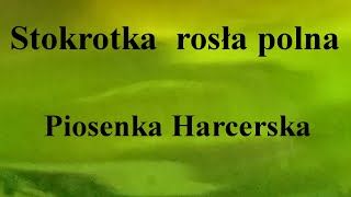 Stokrotka rosła polna  Piosenka Harcerska  na okrągło przez 1 godzinę [upl. by Doti]