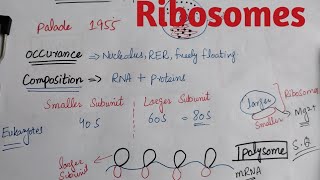 Ribosomes  class 11 biology chapter 4 the cell [upl. by Birkle]