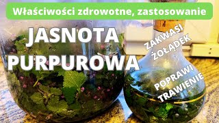 Jasnota purpurowa Roślina o zdrowotnych właściwościach Zastosowanie i przepisy na zdrowy styl [upl. by Collyer]