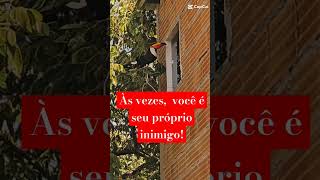 Tucano versus quottucanoquot acheodiferente shorts animals cat pets [upl. by Aecila]