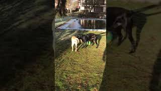 Labrador Retriever aus spezieller jagdlicher Leistungszucht Vorspiel zum Deckakt [upl. by Eenej689]