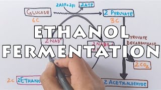 Ethanol Fermentation  Process of Alcohol Formation [upl. by Anirpas19]