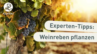 Weinreben im Garten pflanzen Anleitung [upl. by Airamat262]