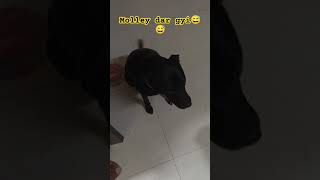 Molly darr gyi 🫣 dog labradorretreiver doglover labrador dogowner dogs [upl. by Yrome]