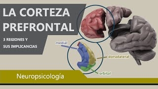 Comportamientos Controlados por la Corteza Prefrontal  Psicología y el cerebro [upl. by Fulvi]