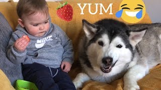 Husky amp Baby Pulls Funny Faces Whilst Eating Stawberries Will Make You Smile [upl. by Letsyrc]