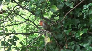 Robin UK Wildlife [upl. by Abdu]