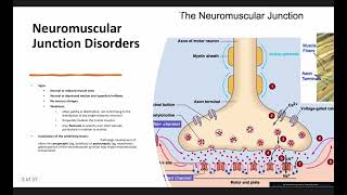 Neuromuscular junction disorders  Dr Mohammed Radhi Radeef [upl. by Aeduj]